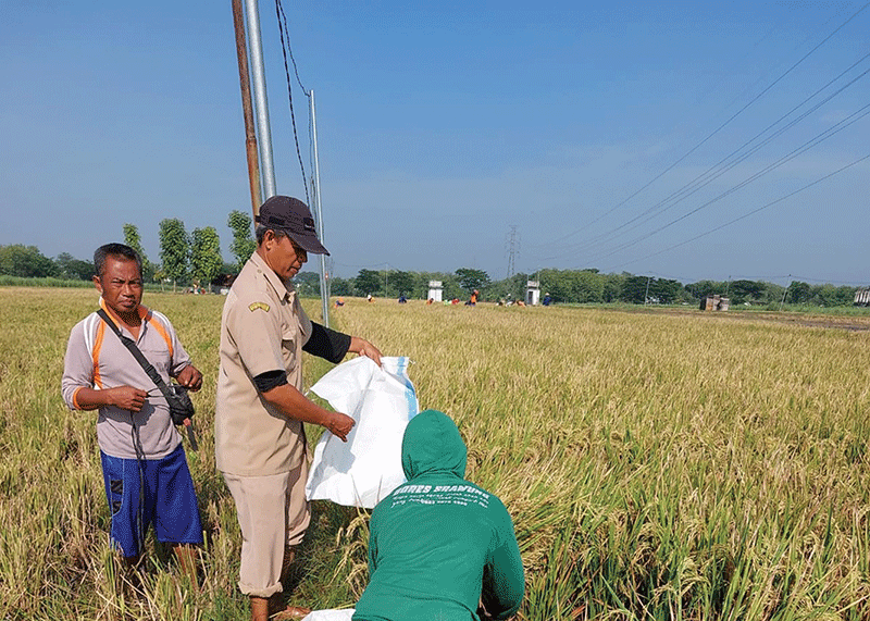 Wardi (celana biru), Petani Sragen, Jawa Tengah