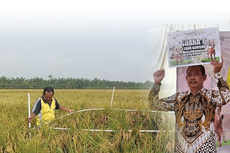 Seko Utomo, Petani Desa Wonosalam Kecamatan Wonosalam, Demak, Jawa Tengah 