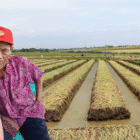 H. Warsito petani bawang merah Brebes, Jawa Tengah