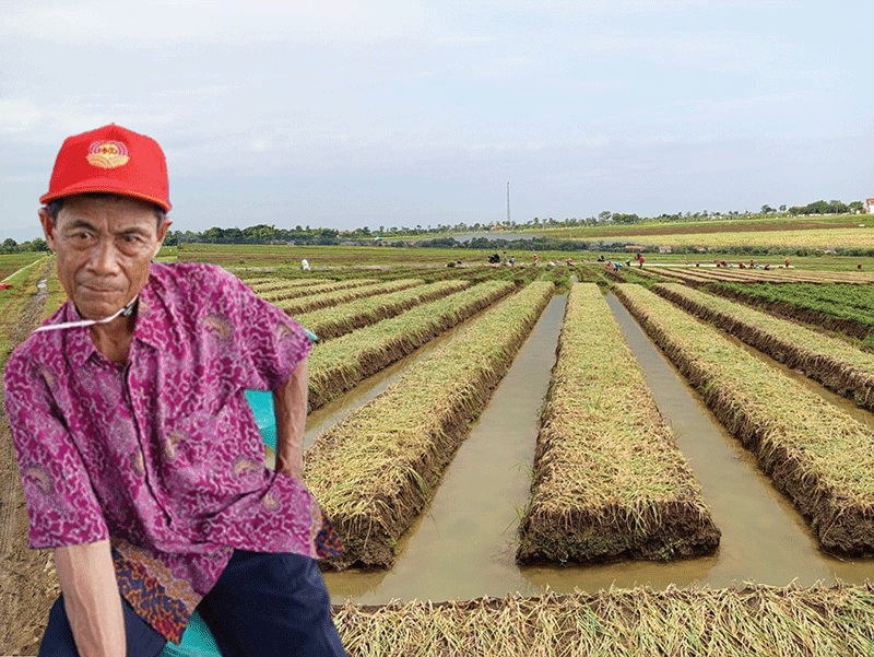 H. Warsito petani bawang merah Brebes, Jawa Tengah